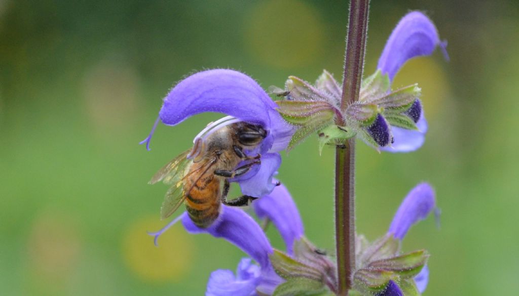 Salvia pratensis